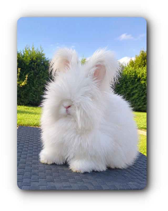 lapin angora anglais adulte reproductrice à vendre