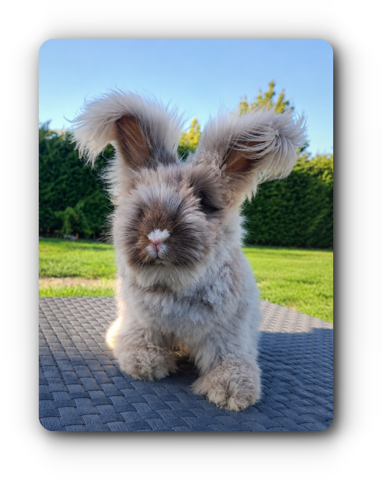 lapins angoras anglais viennas