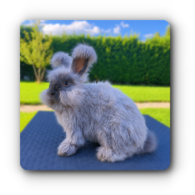 lapin angora anglais à vendre martre bleu 