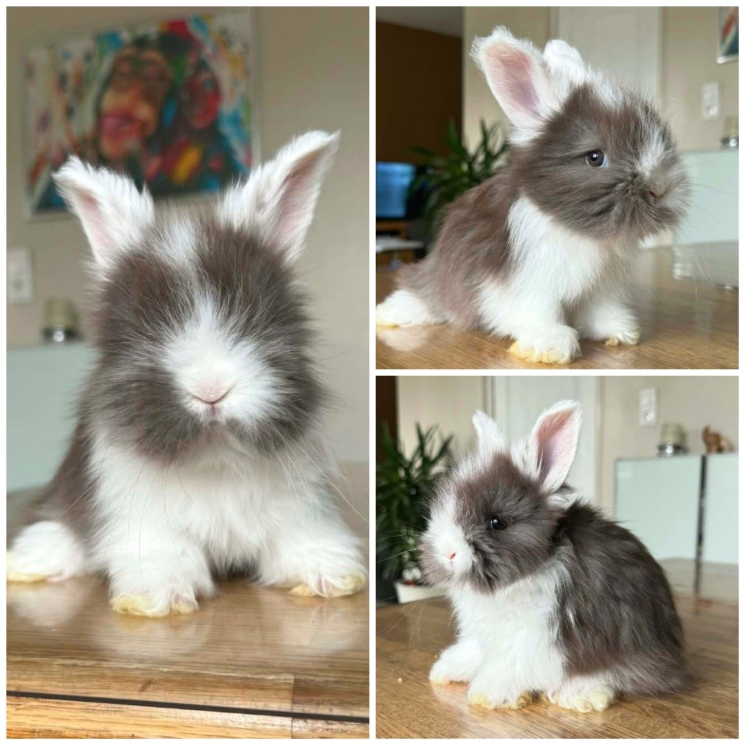 Angoras anglais oreilles blanches havane à vendre 