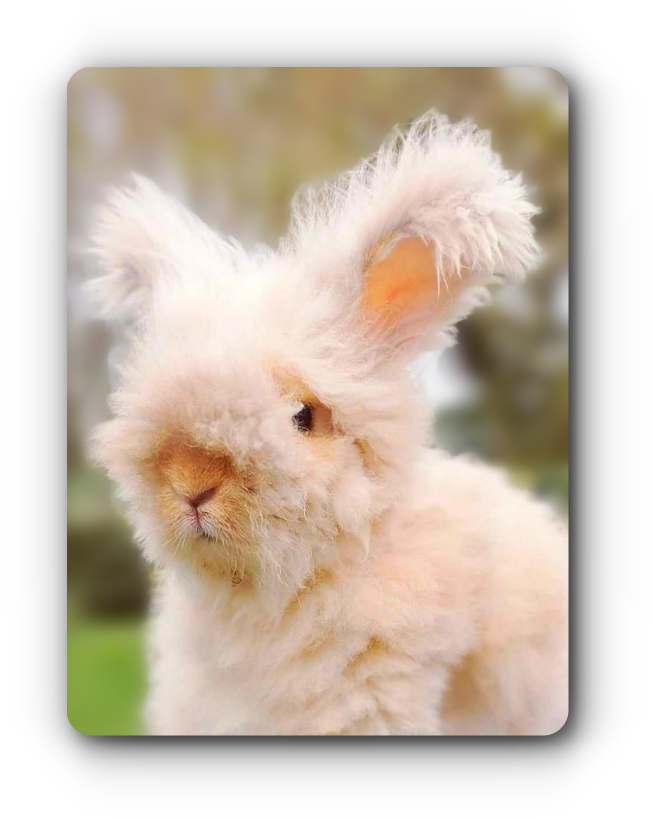 elevage d`angora anglais jaunes