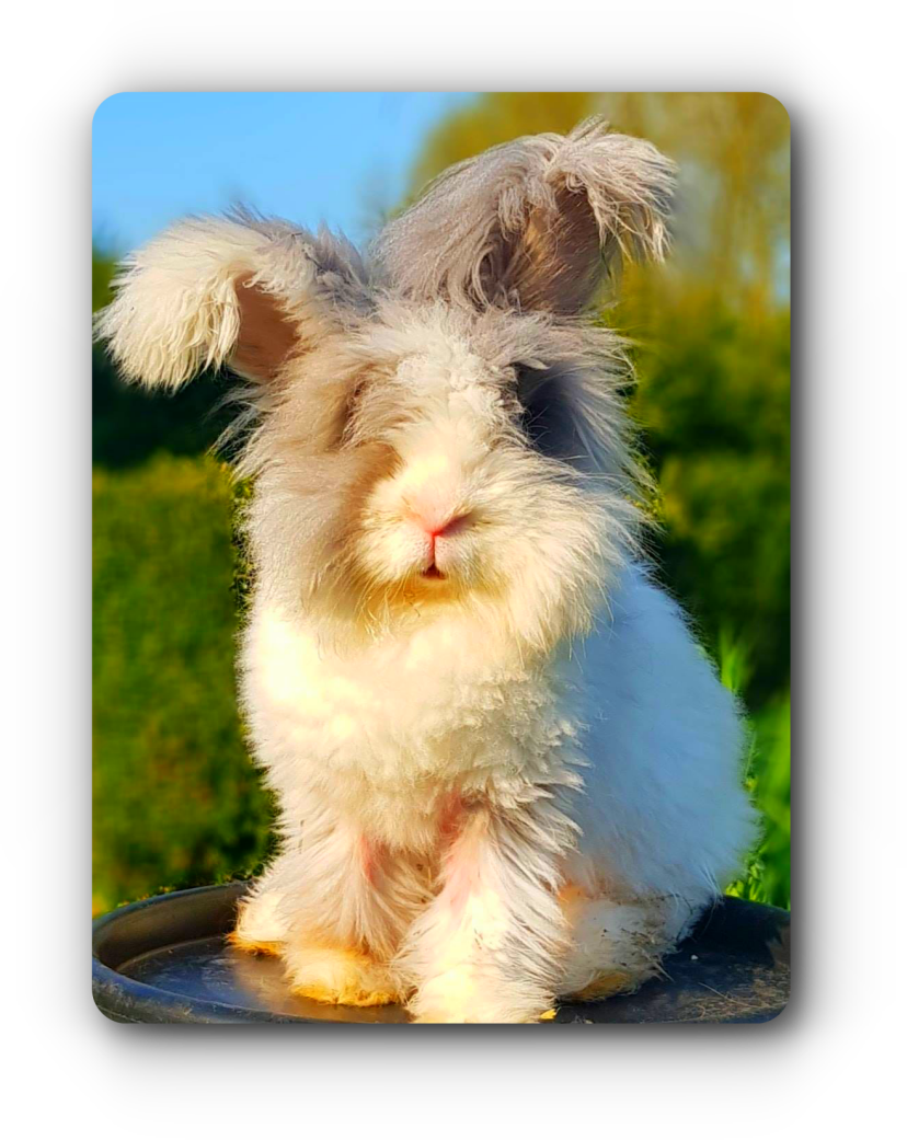 lapins angoras anglais bien poilus rares