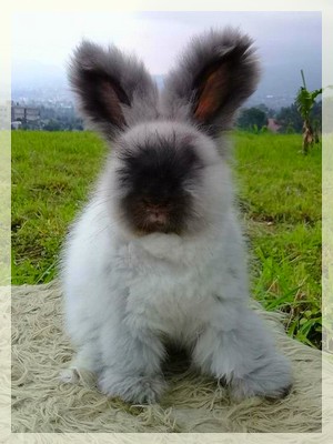 lapin angora anglais martre brun rare