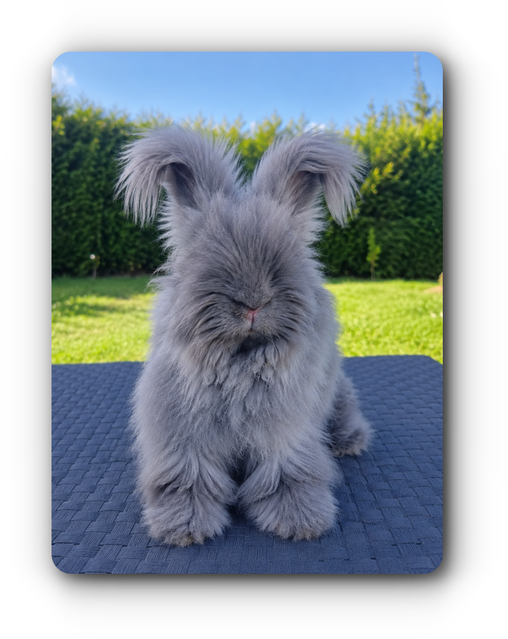 Femelle angora anglaise bleue full face 