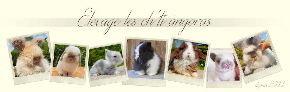 elevage de lapin angora anglais dans le Nord
