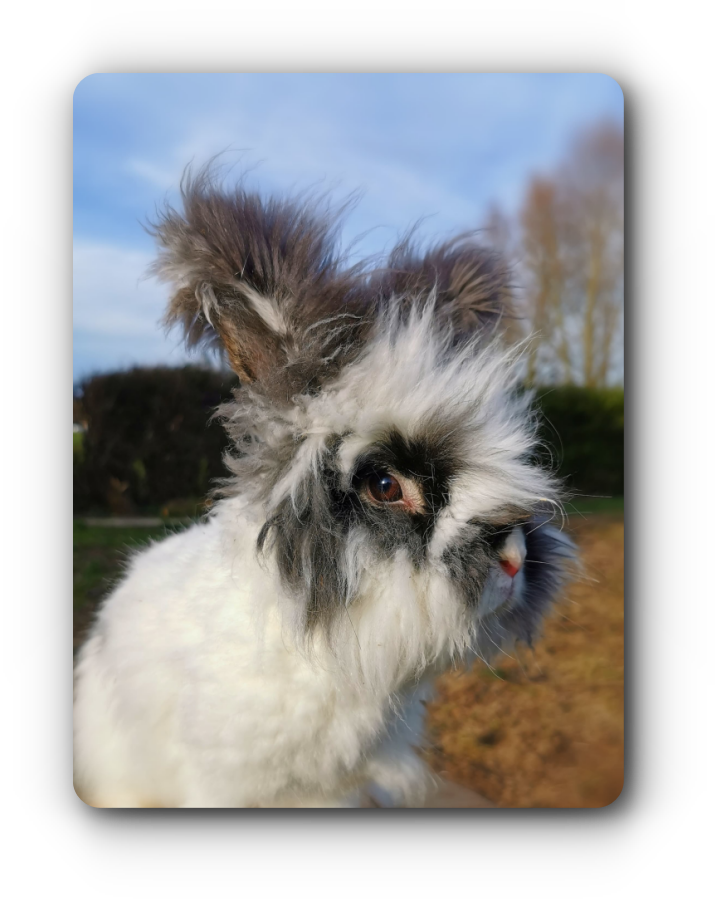 elevage angora anglais full face