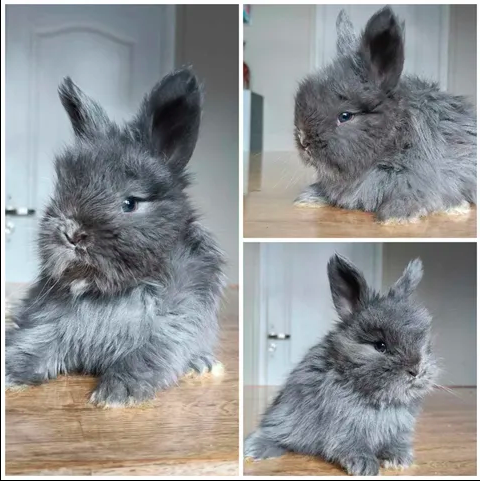 Eleveur angora anglais près Belgique Mouscron 