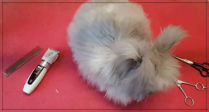 toilettage de lapin angora sur lille