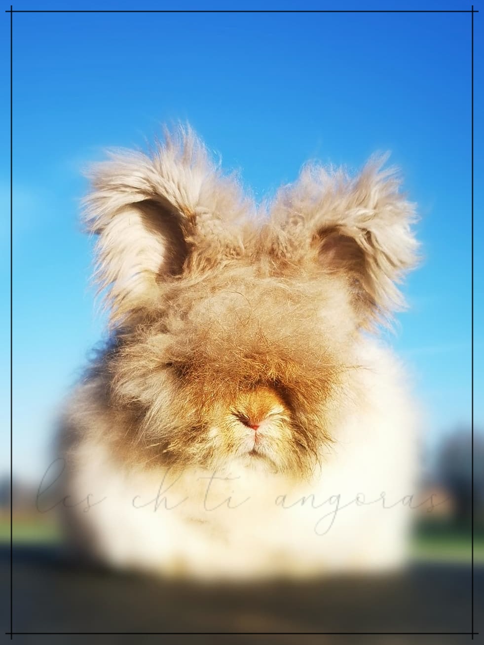 lapin angora anglais gris brun