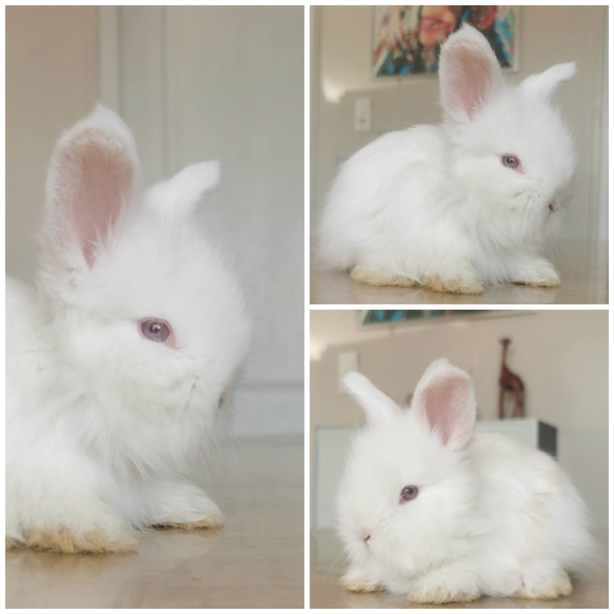 angora anglais blancs elevage de france