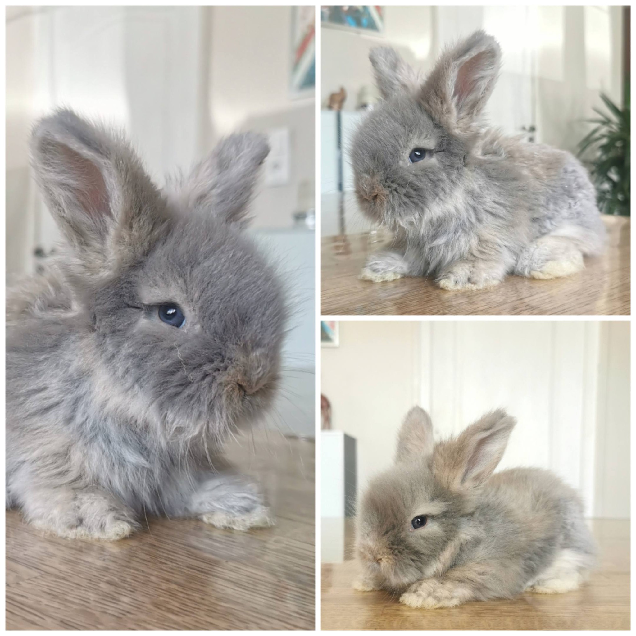 lapereau femelle angora anglaise à vendre lynx full maxi 