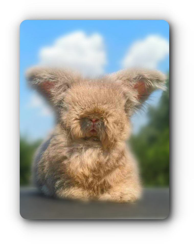 lapin angora anglais chinchilla havane reproductrice les chti angoras