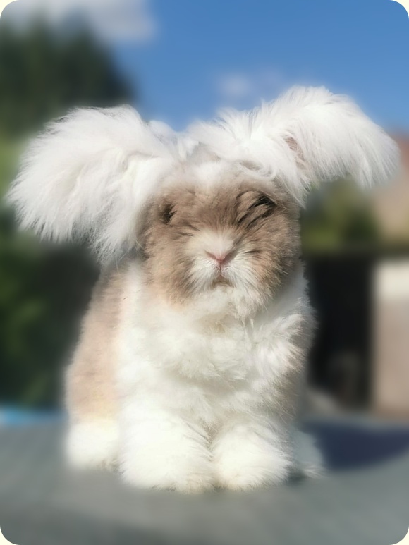 lapin angora anglais oreilles blanches elevage
