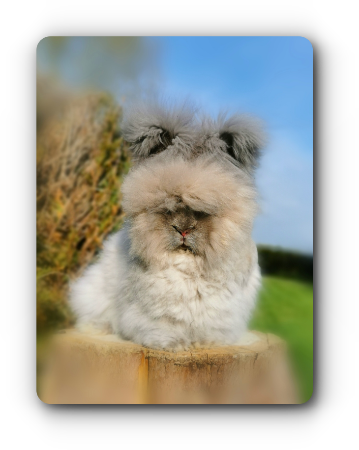 elevage angora anglais full face