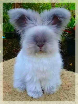 elevage angora anglais full face siamoise bleue