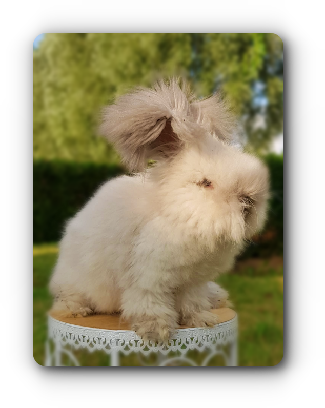 lapin angora anglais martre bleu moyen full face