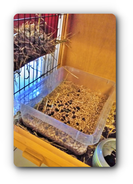 cage aménagée pour lapin