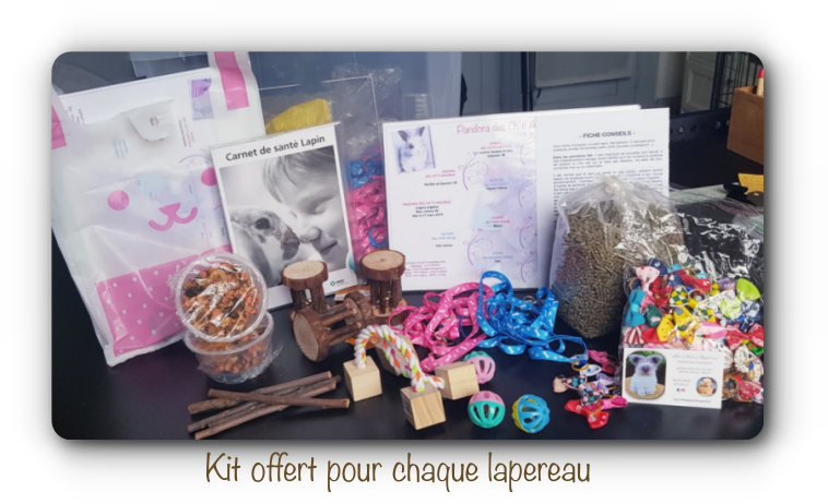 élevage de lapins nains de compagnie