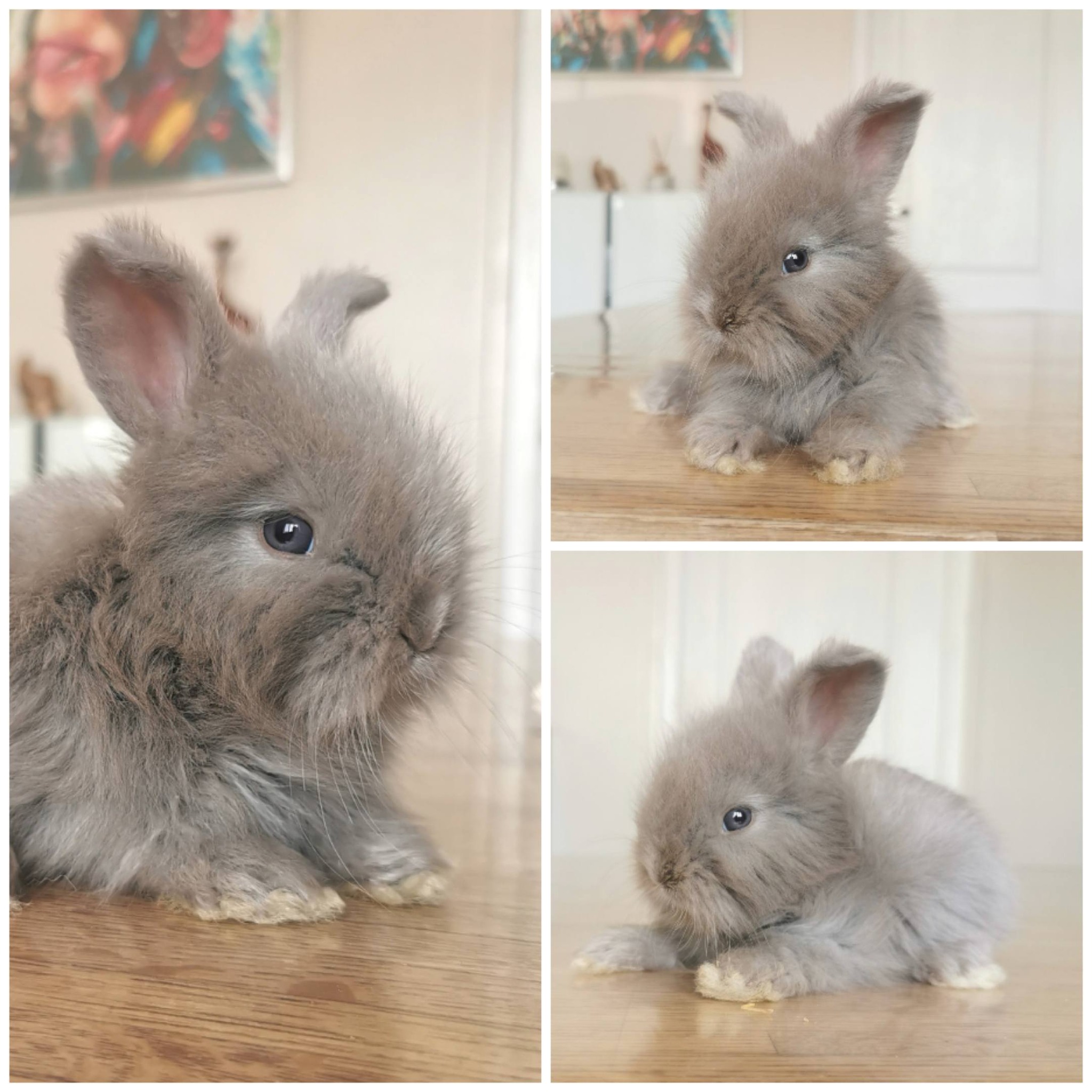 eleveur angora anglais full face à lille