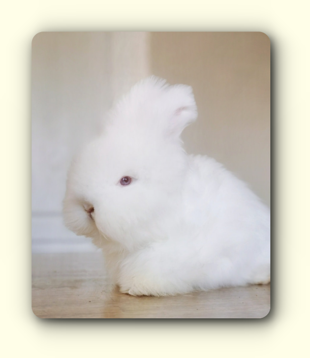 Lapin angora anglais maxi full face disponible 
