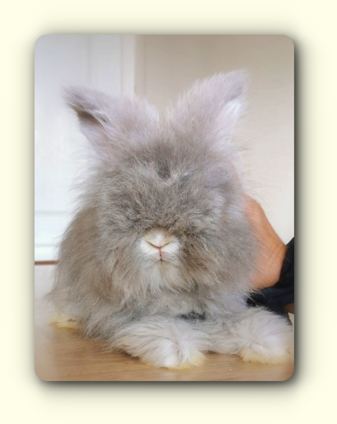 lapins angoras anglais chinchilla havane rare 