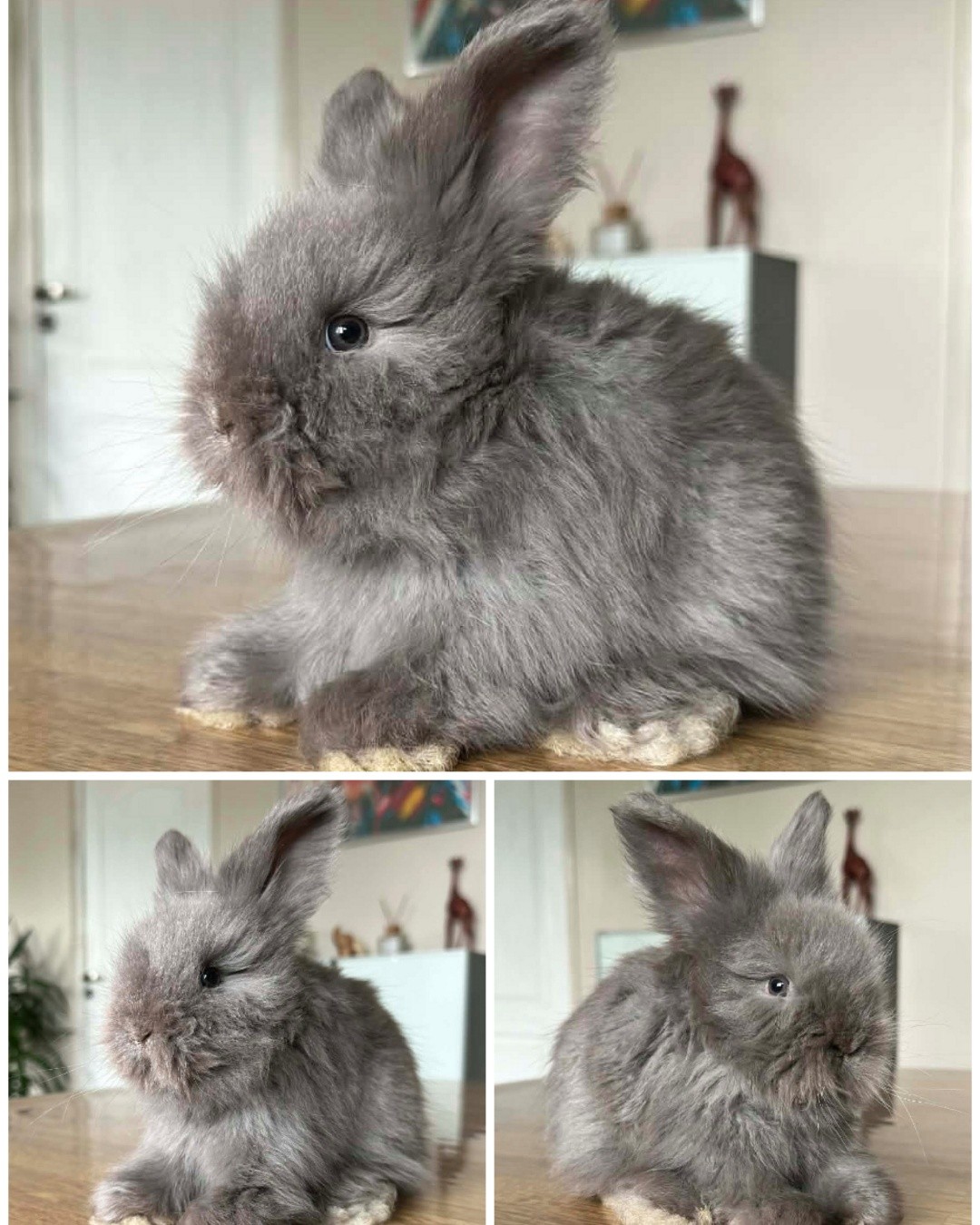lapin angora anglais à vendre