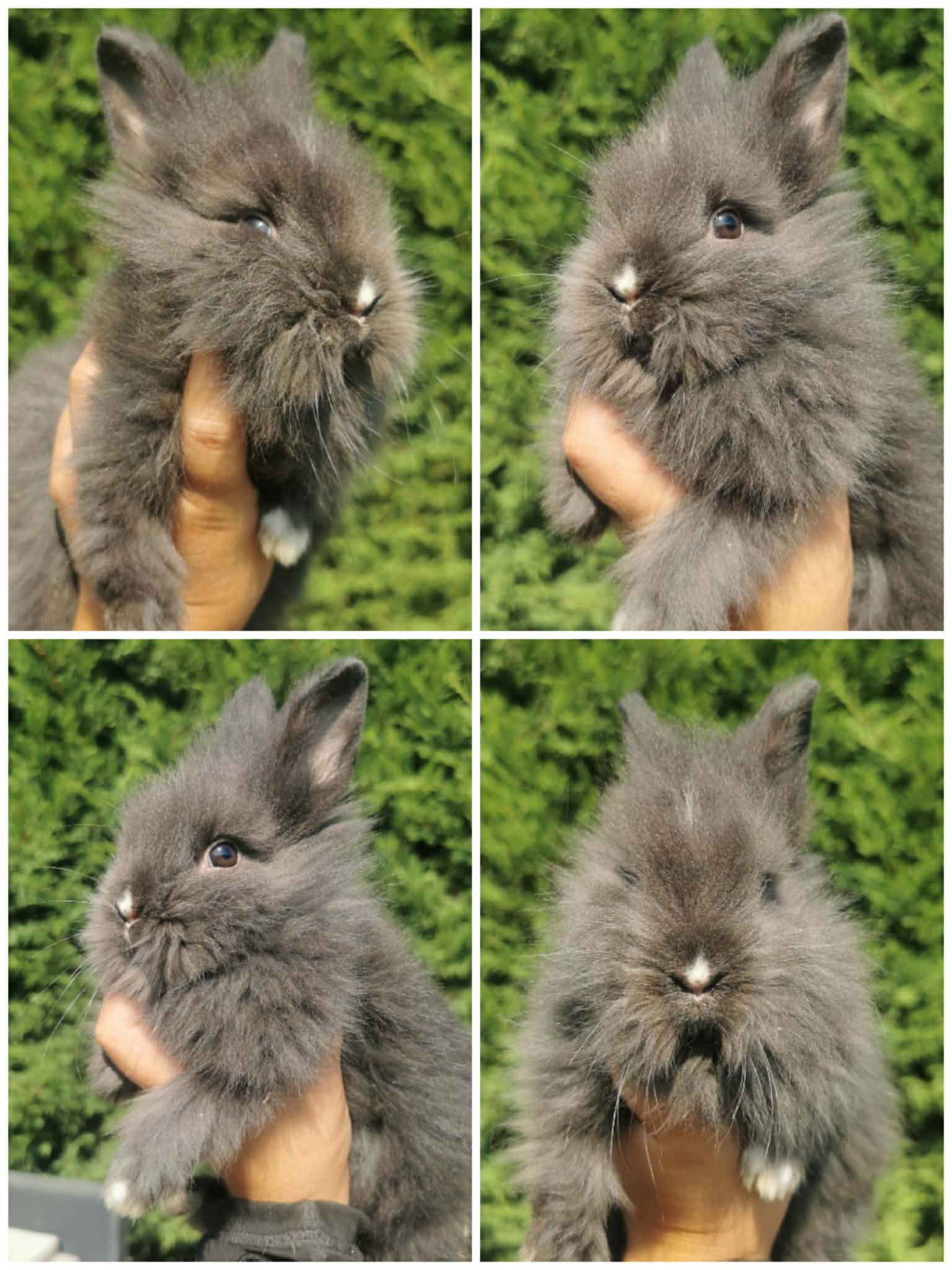 lapin nain angora à vendre