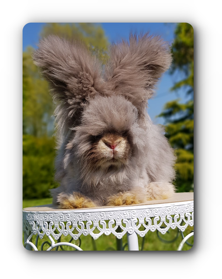 Lapin angora anglais couleur LOUTRE havane full face