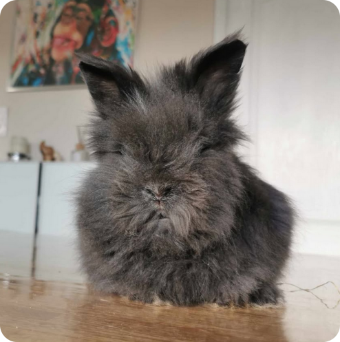 lapereau nain angora elevage professionnel