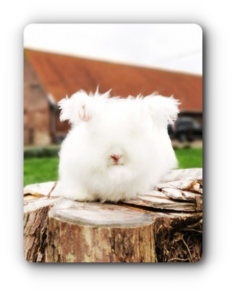 elevage angora anglais full face