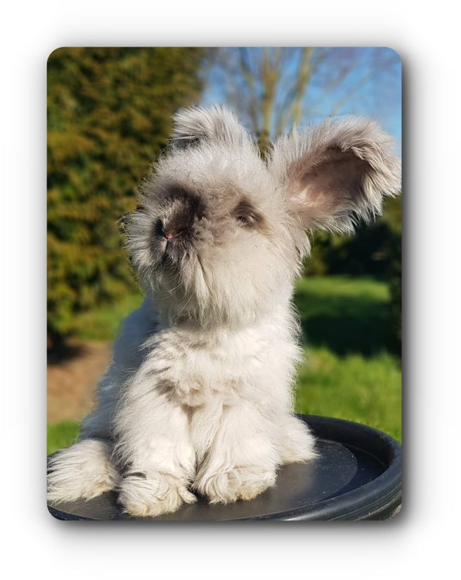 lapin angora anglais origine indonésienne martre bleu siamois