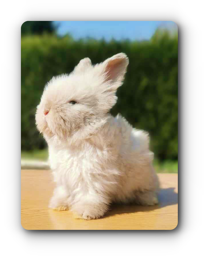 elevage angora anglais sallender havane