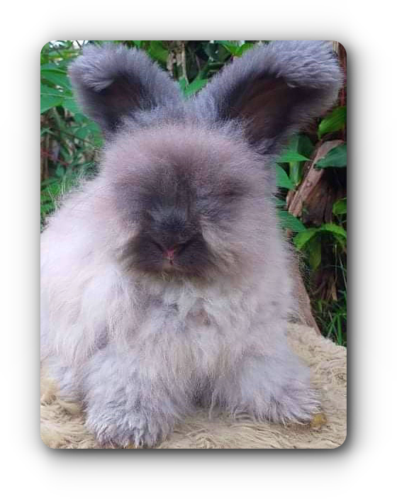 lapin angora anglais indonésien full face