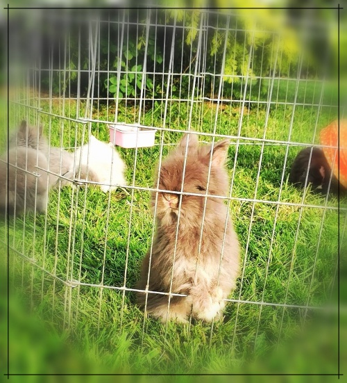 pension lapin vacances