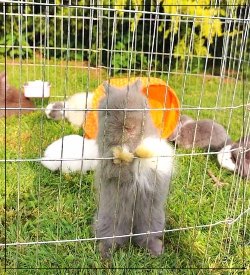 pension pour lapins