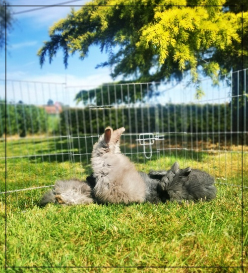 solution de garde pour lapins