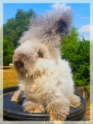 elevage angora anglais full face