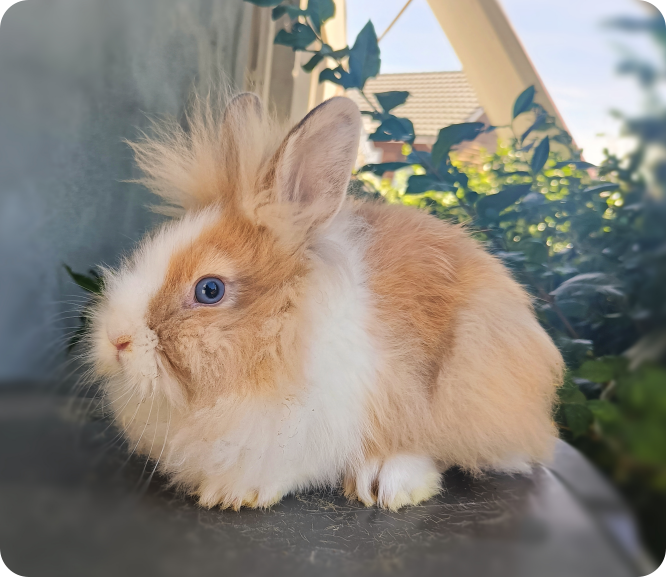 elevage lapin nain tete de lion tdl près de lille