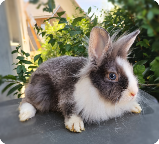 lapin nain tete de lion à vendre