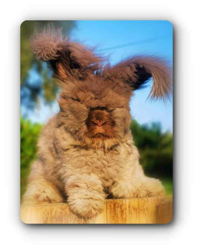 elevage angora anglais full face