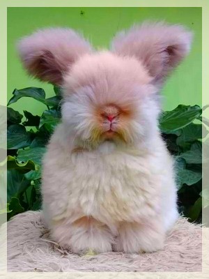 elevage angora anglais full face importee d' indonesie