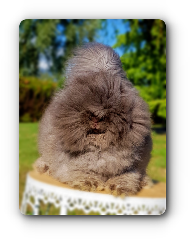 elevage angora anglais full face martre bleue